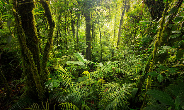 costa rica rainforest