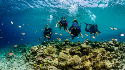 Divers encounter sea life in the waters off Bonaire.