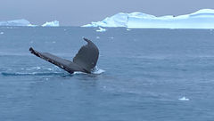 A pod of humpback whales surrounded reporter Robert Silk's Zodiac craft during an excursion off the Scenic Eclipse.