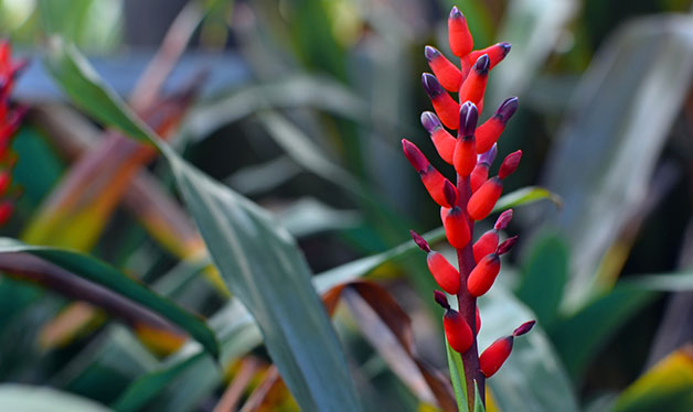 plantas flores y follajes