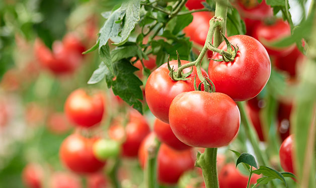 tomato plant