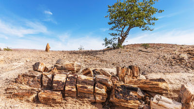 Damaraland's Petrified Forest is an accumulation of fossilized tree trunks about 280 million years old.